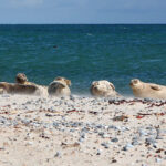 blauwasser_liegeplatz_helgoland_marina_faehre_duene_robben