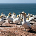 blauwasser_liegeplatz_helgoland_marina_felsen