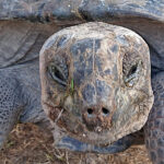 blauwasser_revierinformation_seychellen_schildkroete1