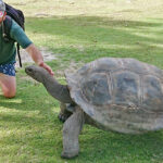 blauwasser_revierinformation_seychellen_schildkroete2