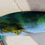 mahi_mahi_Koeder